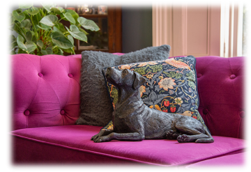 Rhodesian ridgeback 3